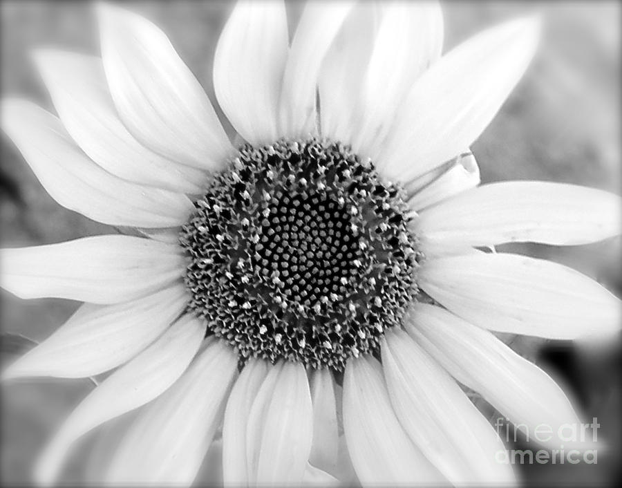 Eye of the Sunflower Photograph by Suzanne Oesterling