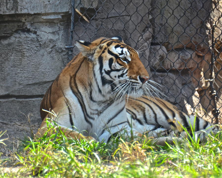 Eye Of The Tiger Photograph by Carol  Bradley