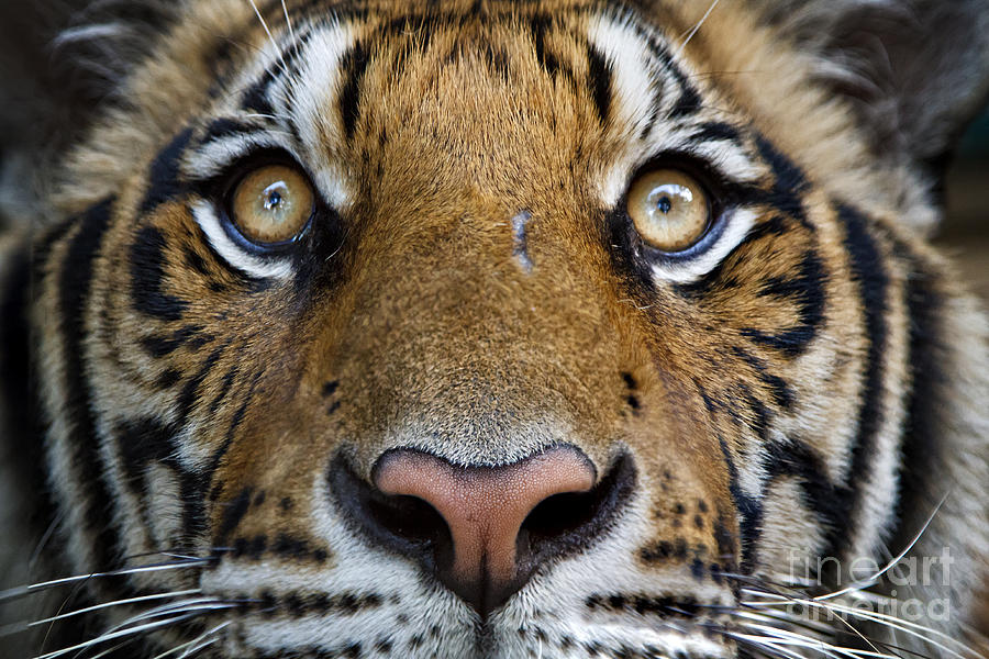 Eye of the Tiger Photograph by Dennis Hedberg