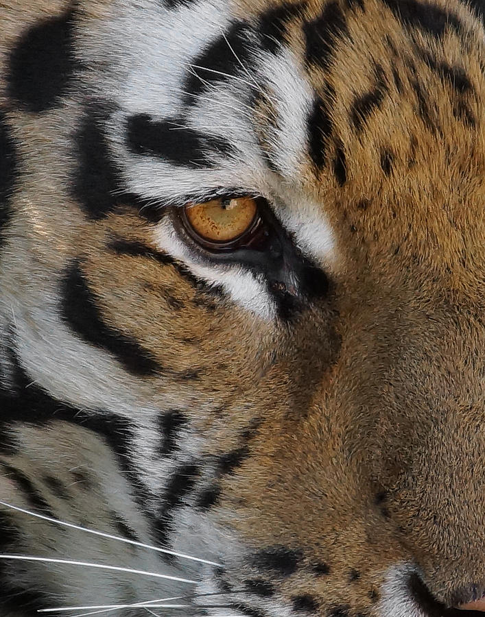 Eye of the Tiger Photograph by Ernest Echols