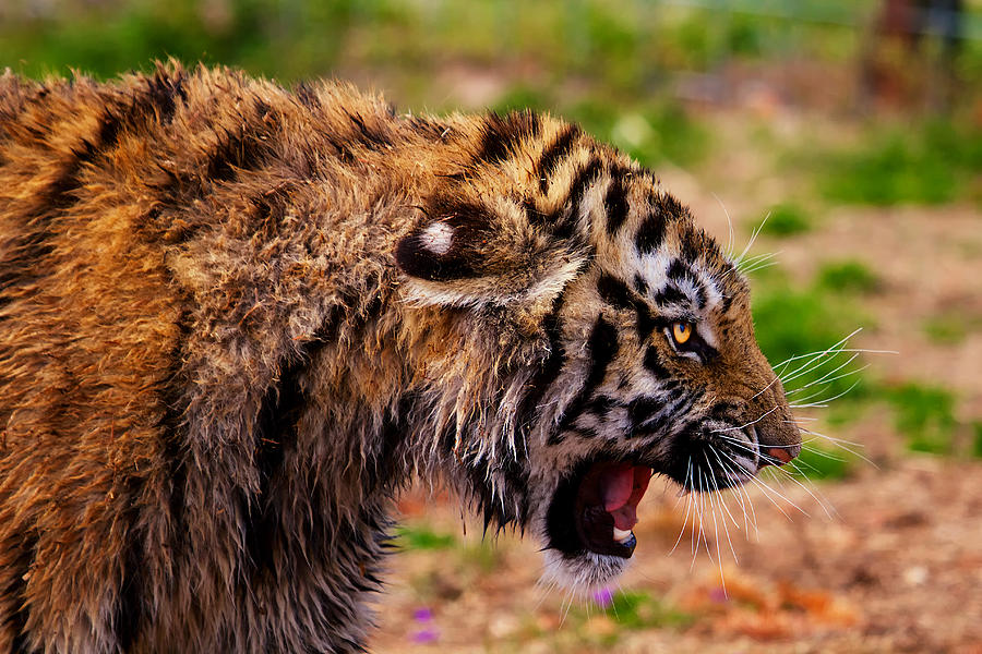 Eye of the Tiger Photograph by Mark Steven Houser