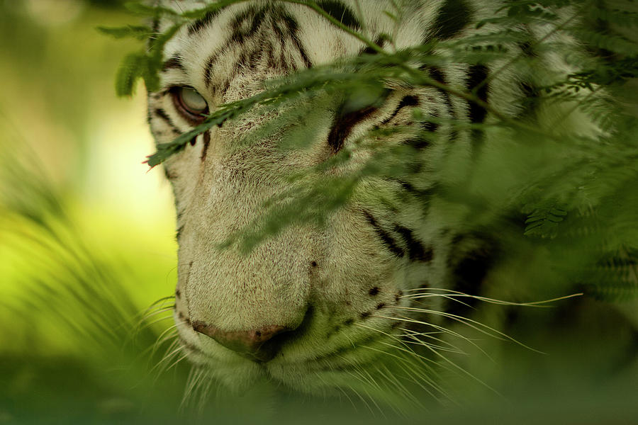 Eye Of The Tiger Photograph by Pharan Tanveer