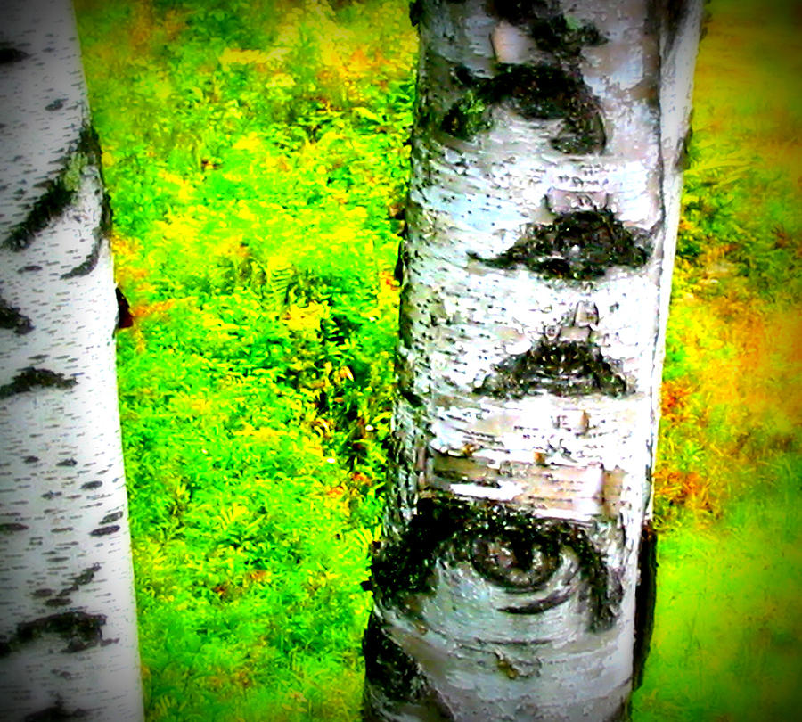 Eye of the Tree Photograph by Rebecca Malo Pixels