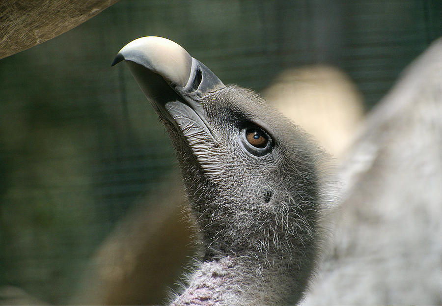 Eye Of The Vulture Photograph by Fraida Gutovich