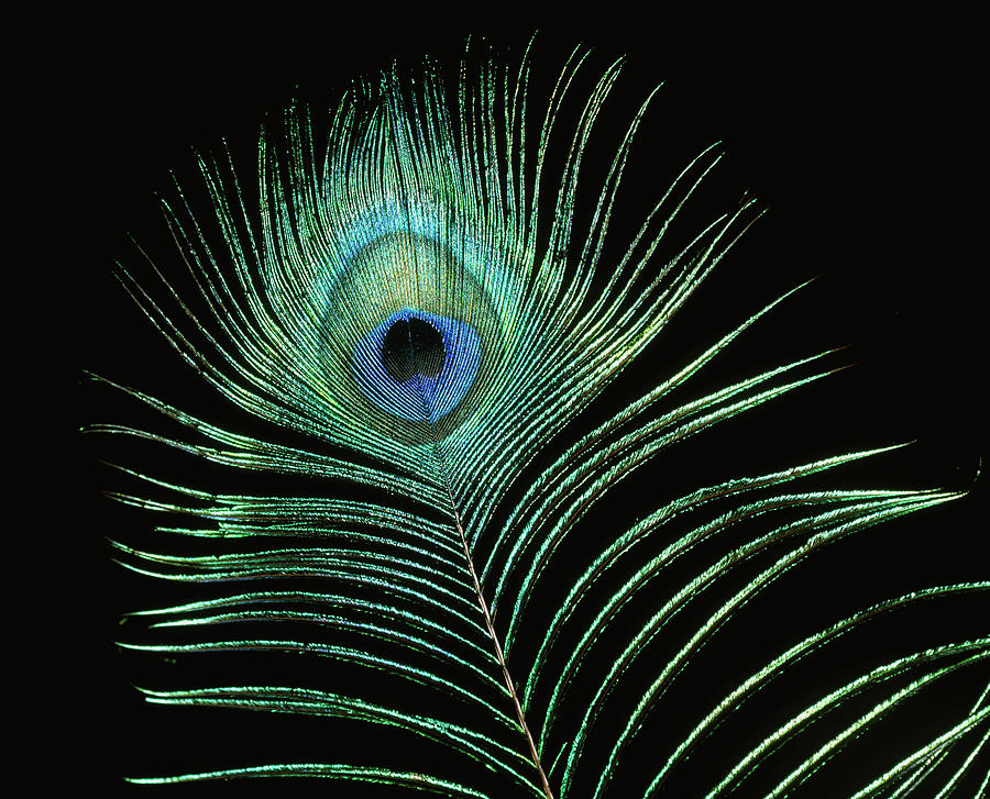 Eye On Peacocks (pavo Cristatus) Display Feather Photograph by Pascal Goetgheluck/science Photo Library