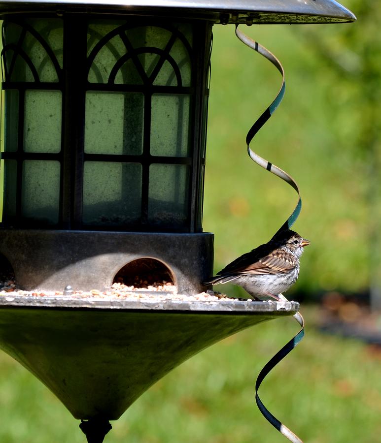 Eye on the Sparrow Photograph by Maria Urso - Fine Art America