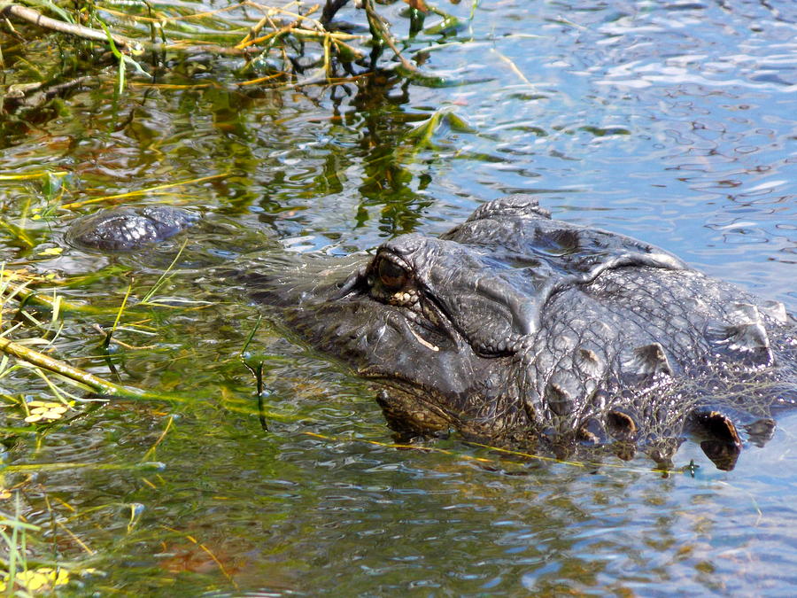 Eye on You Alligator Photograph by Sheri McLeroy