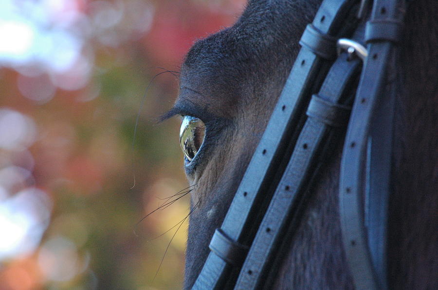 Horse Photograph - Eye Reflection by Joy Alfandre