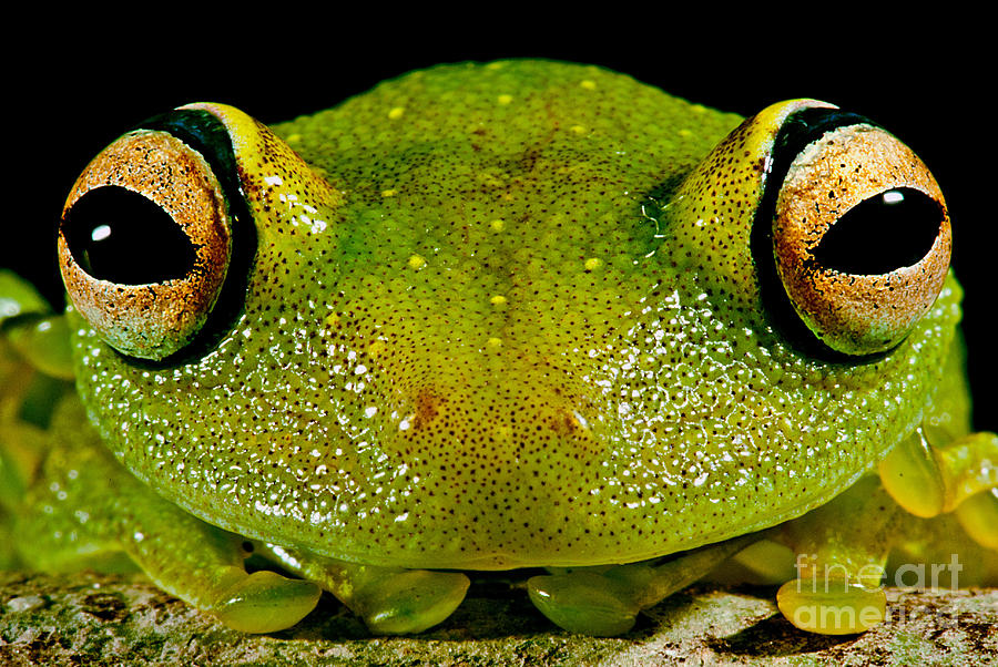 Wildlife Photograph - Eye-ringed Bushfrog by Dante Fenolio