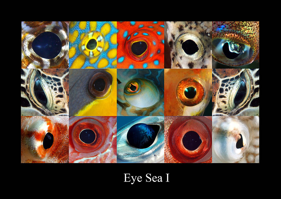 Eye sea  I Digital Art by Dray Van Beeck