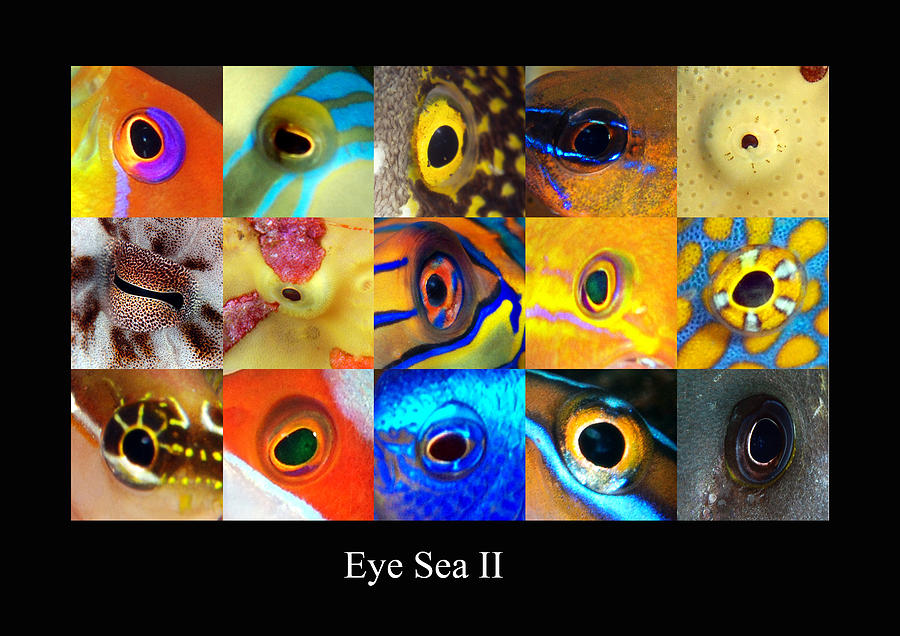 Eye sea II Digital Art by Dray Van Beeck
