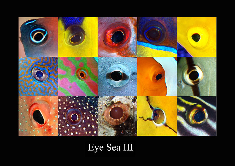 eye sea  III Digital Art by Dray Van Beeck
