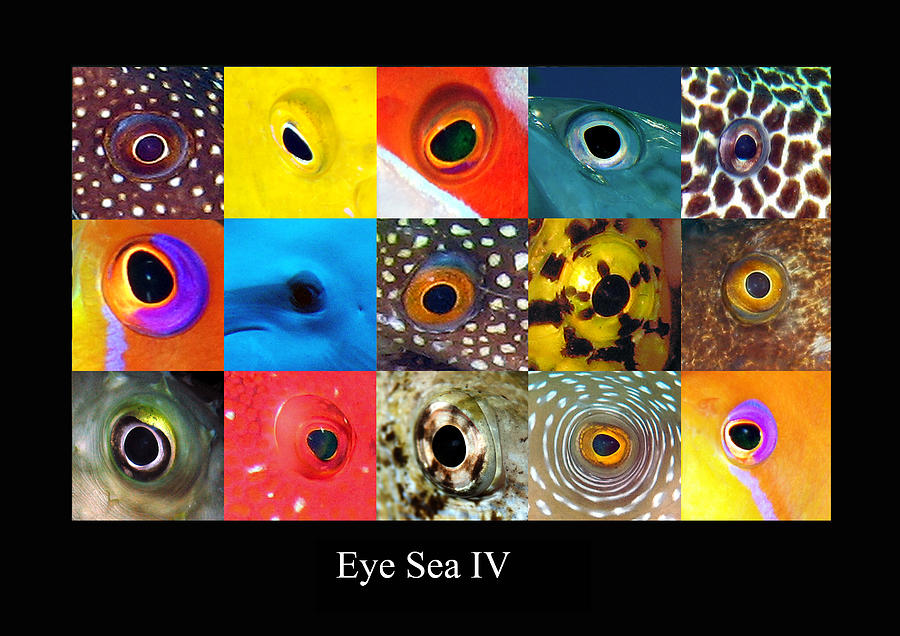 Eye Sea  IV Digital Art by Dray Van Beeck