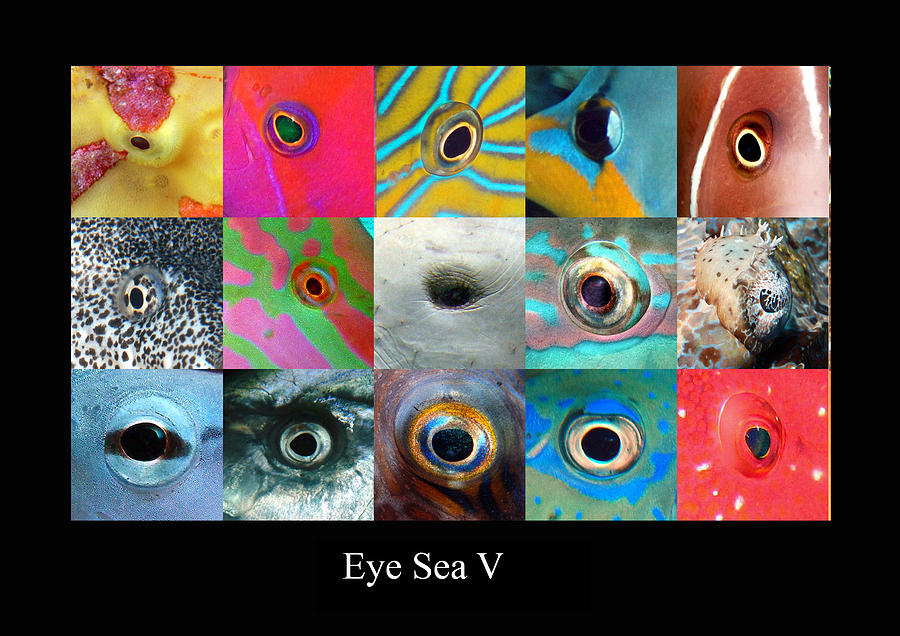 Eye Sea  V Digital Art by Dray Van Beeck