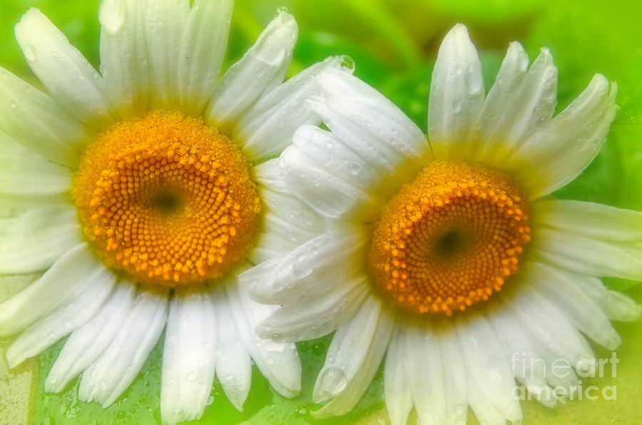 Daisy Photograph - Eye See Daisys by Peggy Franz