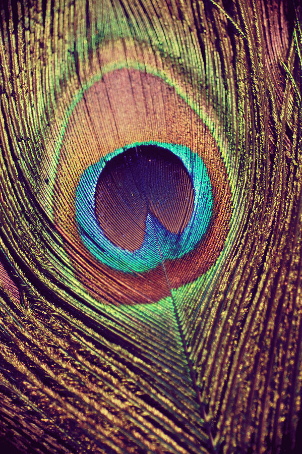 Peacock Photograph - Peacock feather by Nastasia Cook