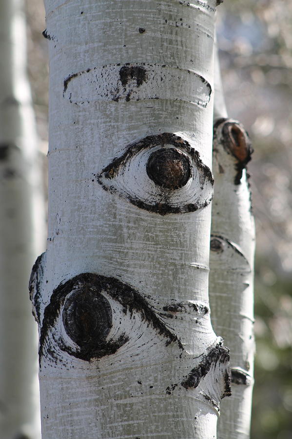 Aspen Trees Photograph - Eye See You by Stella Robinson