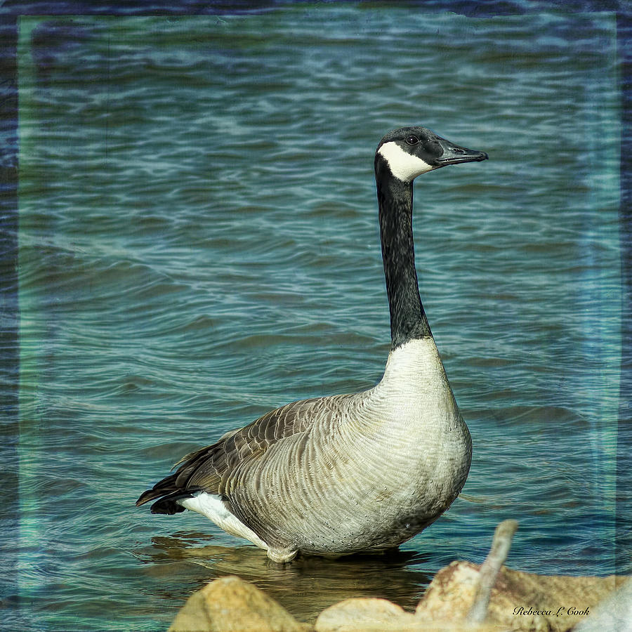 Eye To Eye Canada Goose Photograph by Bellesouth Studio