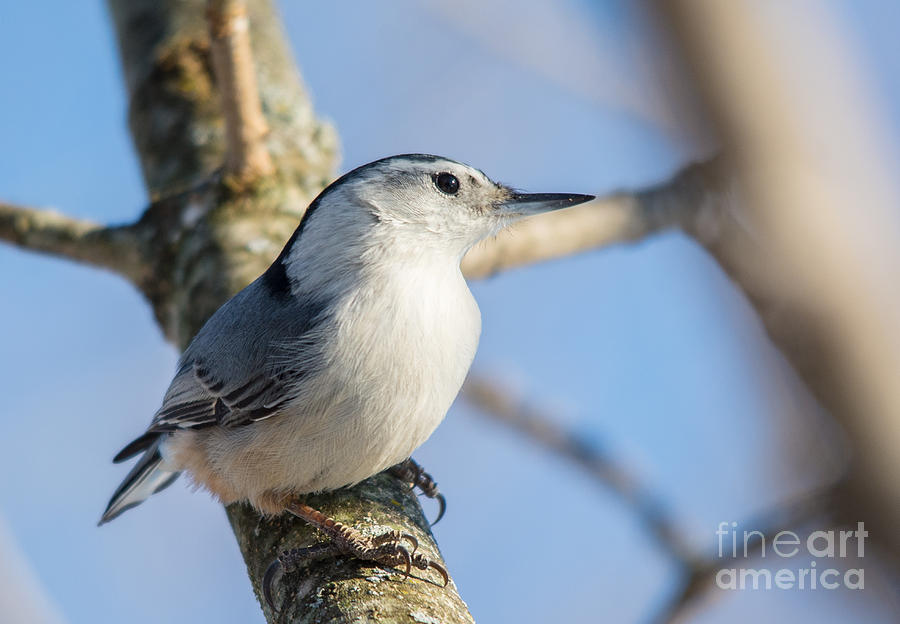 Eye to eye with a Nuthatch Photograph by Cheryl Baxter