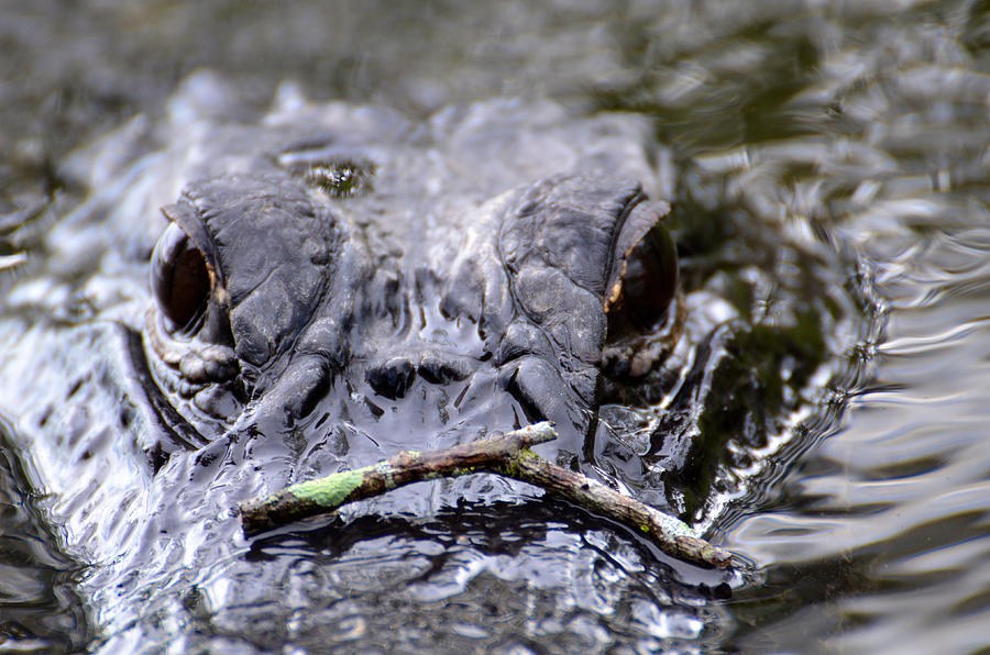 Eye to Eye with Alligator Photograph by Catherine Murton