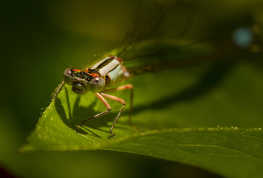 Eye to Eye with the Damsel fly Photograph by Jean Noren