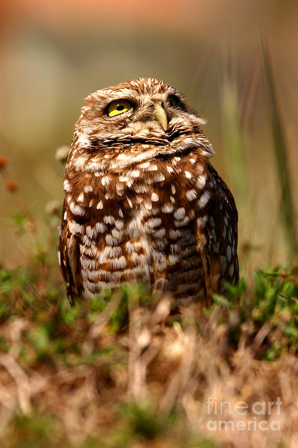 Burrowing Owl Sky Photograph