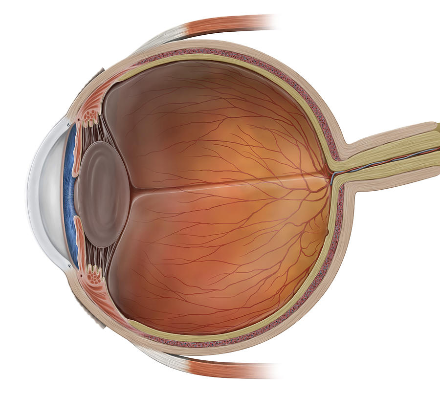Eyeball, Cross Section, Illustration Photograph by QA International