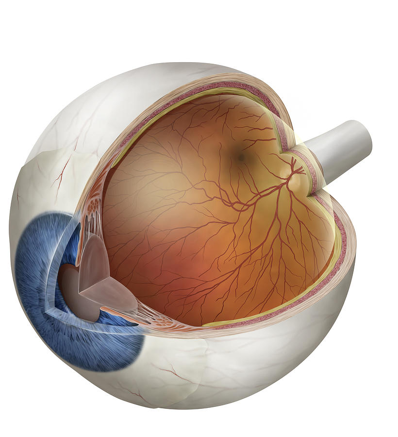 Eyeball, Illustration Photograph by QA International