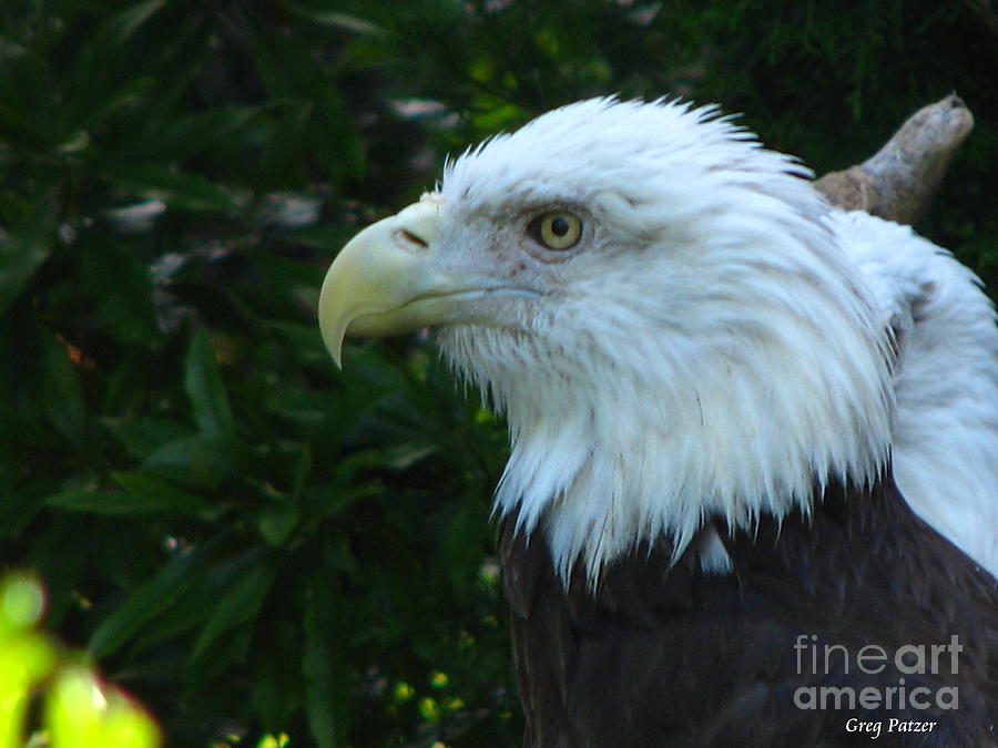 Eagle Photograph - Eyecon by Greg Patzer