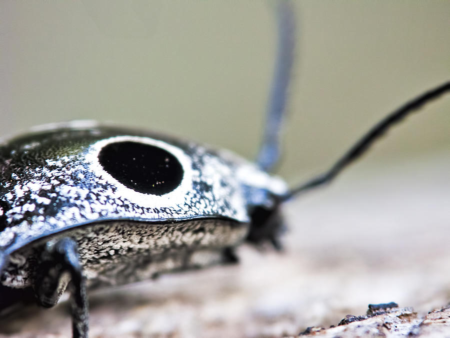 Eyed Click Beetle Photograph