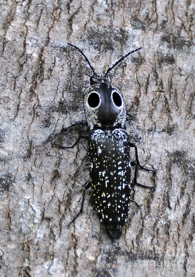 Eyed Click Beetle Photograph by Kathy Baccari