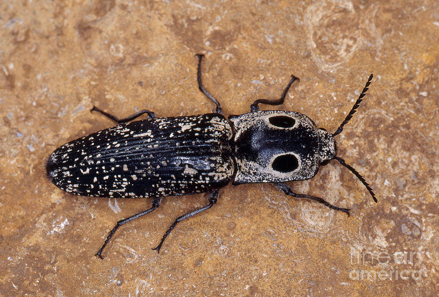 Eyed Click Beetle Photograph by Larry Miller - Pixels