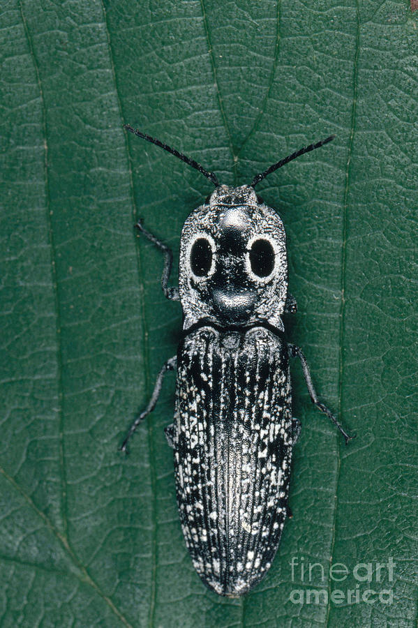 Eyed Click Beetle Photograph by Scott Camazine