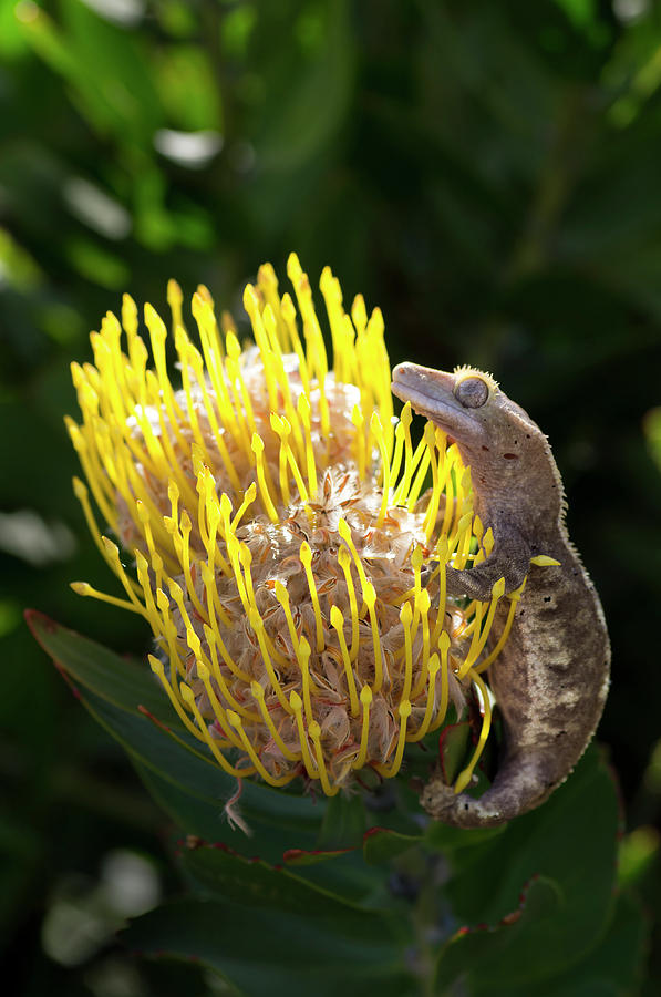 Eyelash Gecko On Proteus Flower, Cal Photograph by Rob Sheppard - Pixels