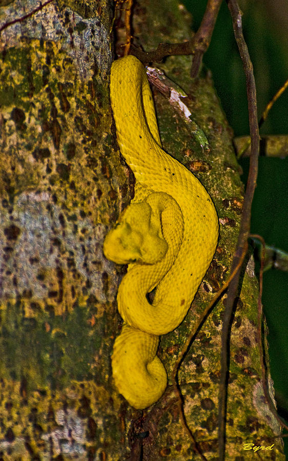 Eyelash Pitviper - Bothriechis schlegelii - a terrible beauty Photograph by Christopher Byrd