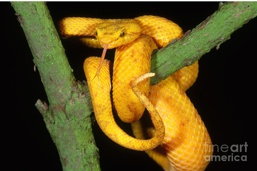 Snake Photograph - Eyelash Viper by Art Wolfe