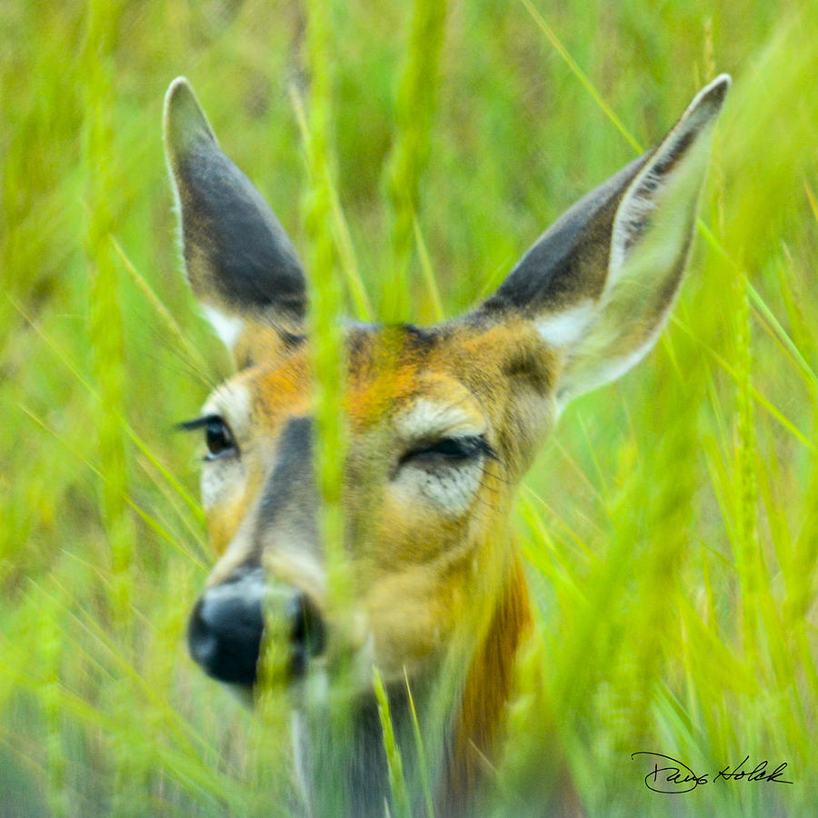 Eyelashes in the Grass Photograph by Doug Holck