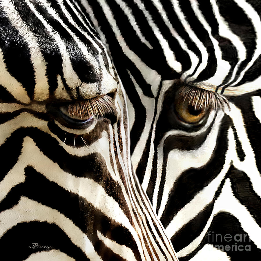 Eyes And Stripes Squared Photograph by Jennie Breeze