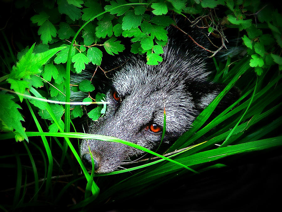 Eyes in the Bushes Photograph by Zinvolle Art