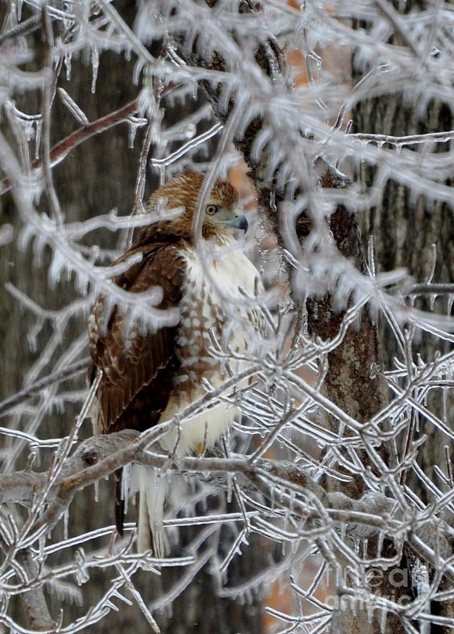 Eyes Like a Hawk Photograph by Maureen Cavanaugh Berry