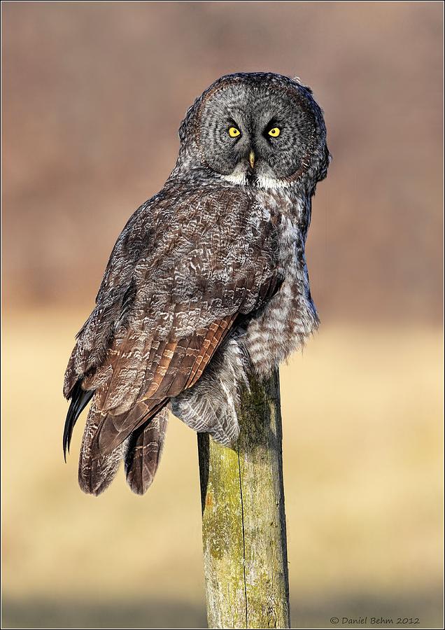 Eyes of a Great Gray Owl Photograph by Daniel Behm