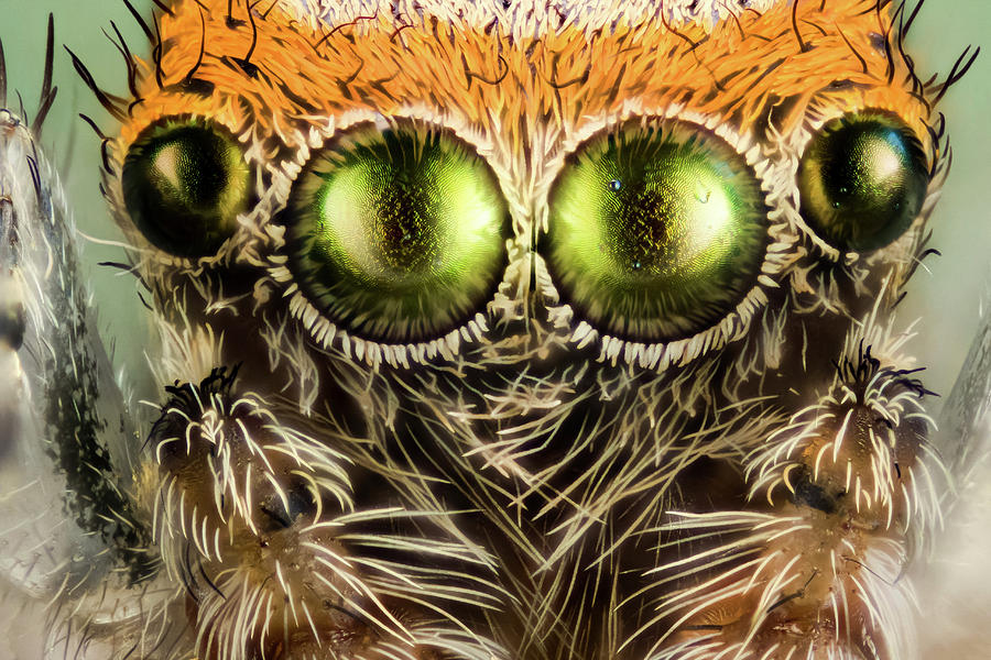 Eyes Of A Jumping Spider Photograph by Nicolas Reusens/science Photo Library