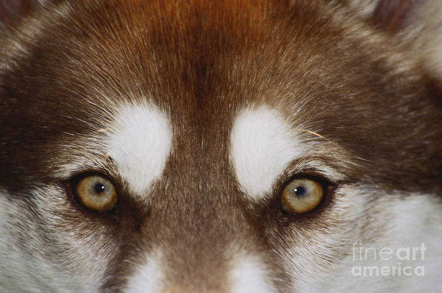 Eyes of a Red Siberian Husky Photograph by Carolyn McKeone
