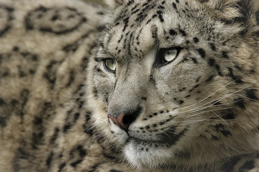 Eyes of a Snow Leopard Photograph by Chris Boulton