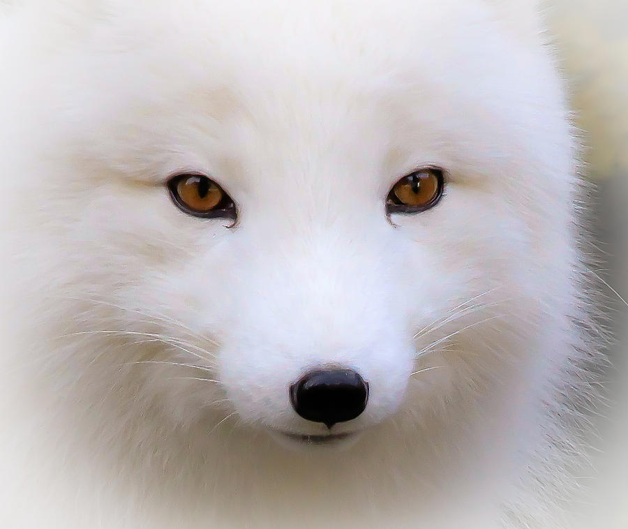 Eyes Of A White Fox Photograph by Athena Mckinzie