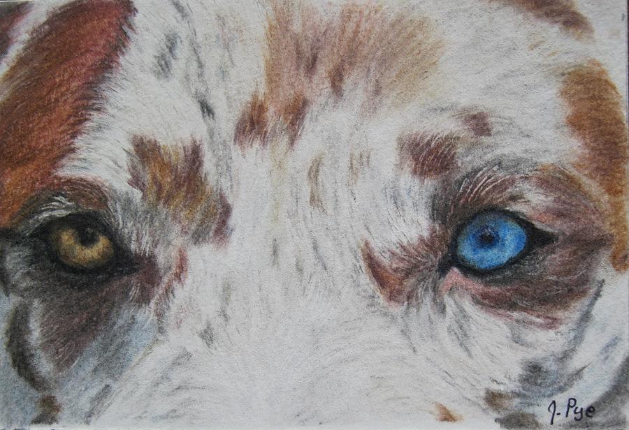 Dog Pastel - Eyes of Catahoula by Joan Pye