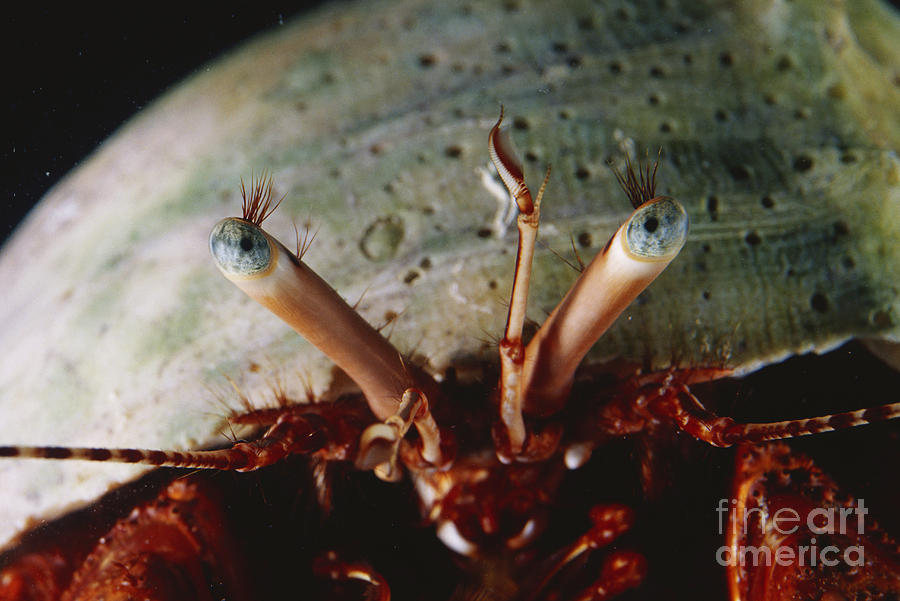 Eyes Of Giant Red Hermit Crab Photograph by Gregory G. Dimijian, M.D.