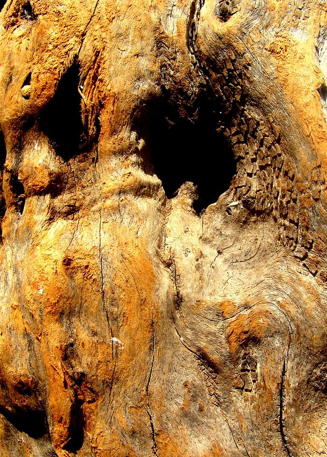 Wood Photograph - Eyes of old tree by Fethi Canbaz