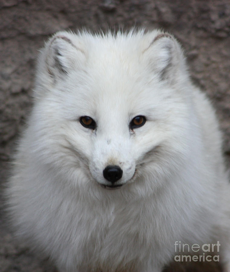 Eyes of the Arctic Fox Photograph by Nick Gustafson