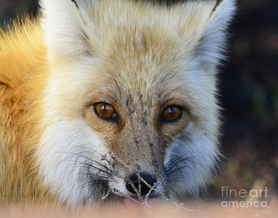 Eye of the Fox Photograph by Dennis Hammer